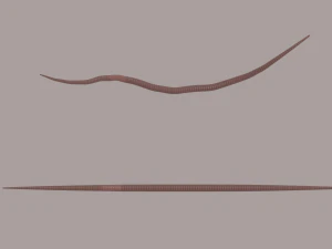 ワーム 3Dモデル