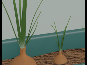 Planter Box with Growing Onions Modello 3D