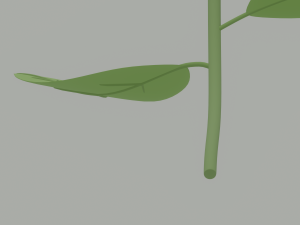 Flower Model 3D