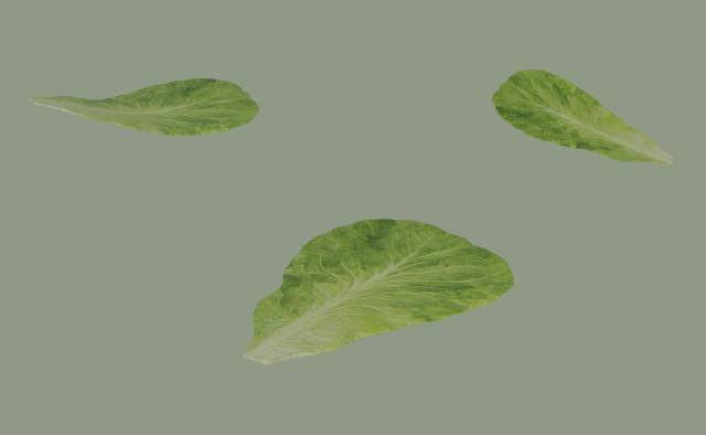 Lettuce Leaf 3D Модель .c4d .max .obj .3ds .fbx .stl .blend 