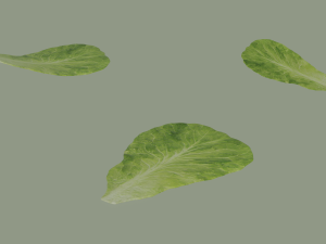 Lettuce Leaf 3D Model
