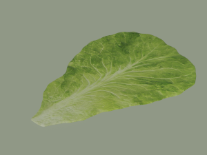 Lettuce Leaf 3D Модель