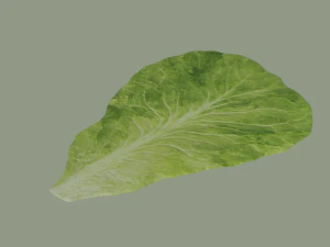 Lettuce Leaf 3D Model