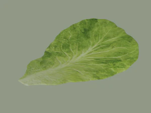 Lettuce Leaf 3D Model