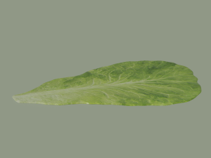 Lettuce Leaf 3D Модель