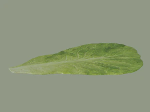 Lettuce Leaf 3D Model