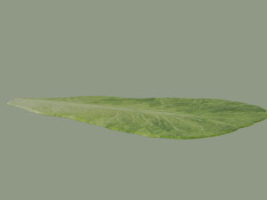 Lettuce Leaf 3D Модель
