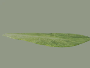 Lettuce Leaf 3D Model