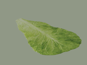 Lettuce Leaf 3D Модель