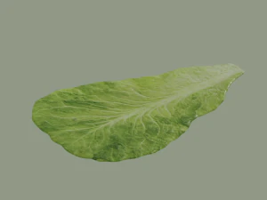 Lettuce Leaf 3D Model