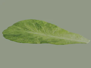 Lettuce Leaf 3D Model