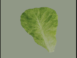 Lettuce Leaf 3D Модель