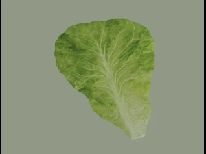 Lettuce Leaf 3D Model