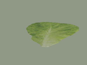 Lettuce Leaf 3D Модель