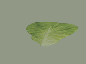Lettuce Leaf 3D Model