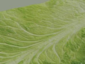 Lettuce Leaf 3D Модель