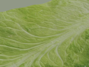 Lettuce Leaf 3D Model