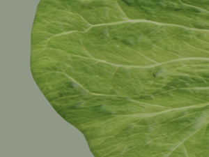 Lettuce Leaf 3D Модель