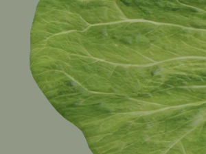 Lettuce Leaf 3D Model