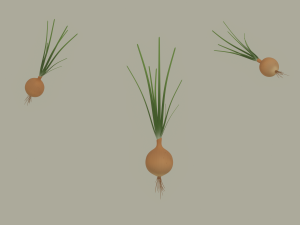 Growing Onion 3D Model
