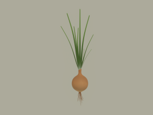 Growing Onion Modello 3D