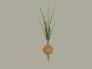 Growing Onion 3D Model