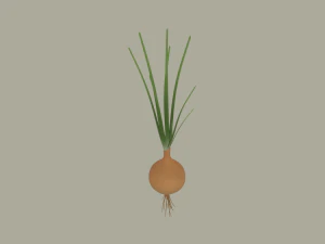 Growing Onion 3D Model
