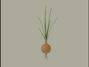 Growing Onion Modello 3D