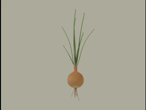 Growing Onion 3D Model