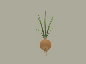 Growing Onion Modello 3D