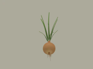 Growing Onion 3D Model
