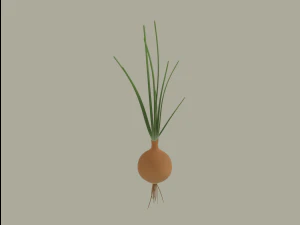 Growing Onion 3D Model