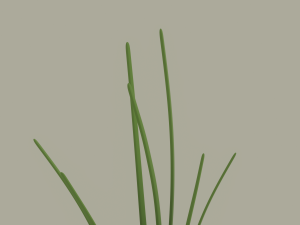 Growing Onion Modello 3D