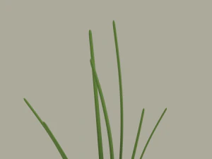 Growing Onion 3D Model