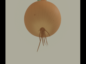 Growing Onion Modello 3D