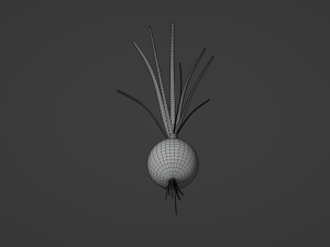 Growing Onion Modello 3D