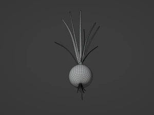 Growing Onion 3D Model