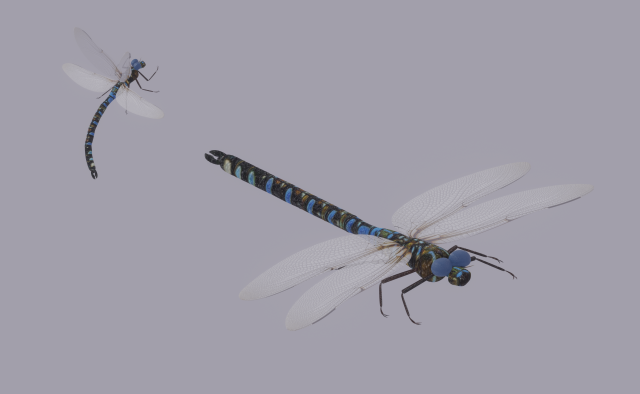 Dragonfly 3D 模型 .c4d .max .obj .3ds .fbx .stl .blend 