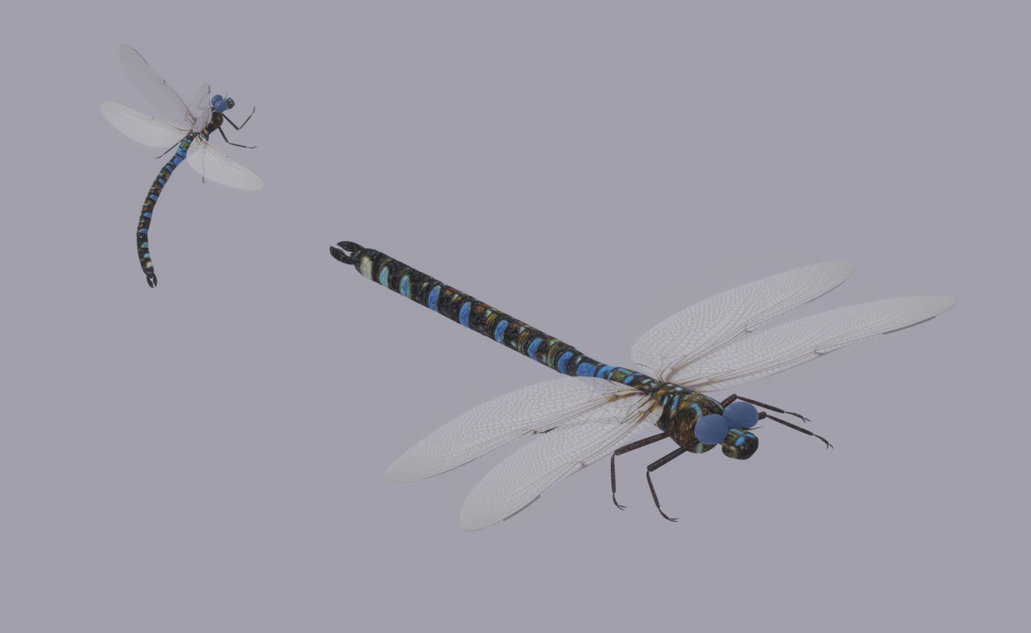 Dragonfly 3D Model .c4d .max .obj .3ds .fbx .stl .blend 