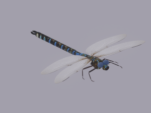 Dragonfly 3D 模型