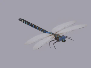 Dragonfly 3D Model
