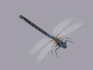 Dragonfly 3D 模型