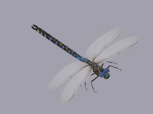 Dragonfly 3D Model