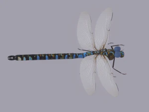 Dragonfly 3D Model