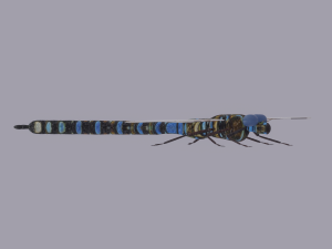 Dragonfly 3D 模型