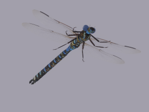Dragonfly 3D 模型