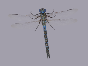 Dragonfly 3D 模型