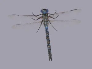 Dragonfly 3D Model