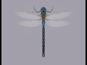 Dragonfly 3D 模型