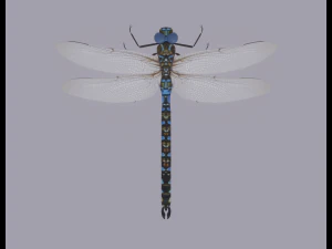 Dragonfly 3D Model